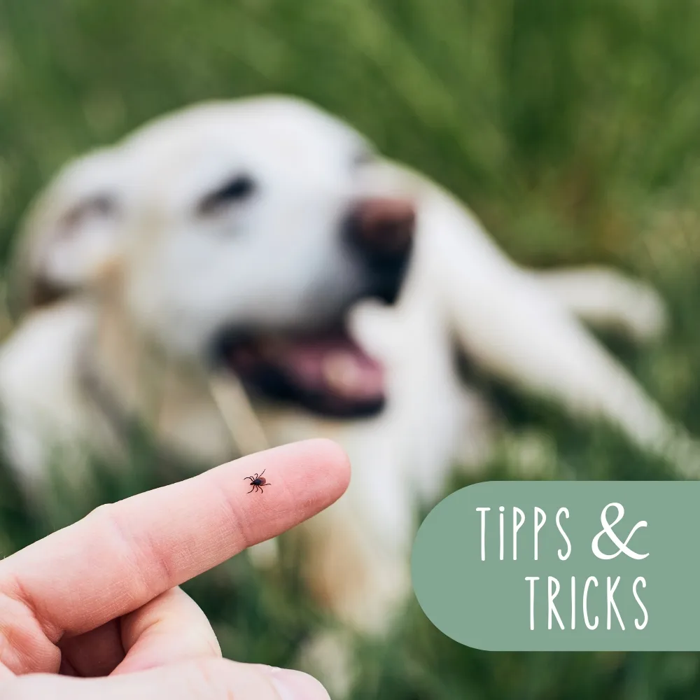 5 Tipps um Zecken & Flöhen frühzeitig vorzubeugen